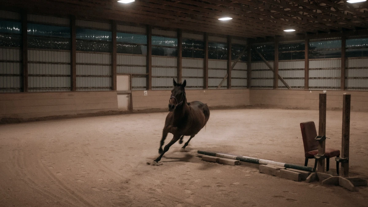 Horse doing liberty exercises in an arena