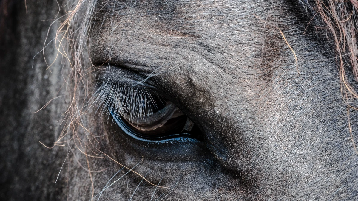 An eye of a horse