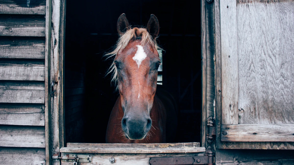 A horse looking out of the stable