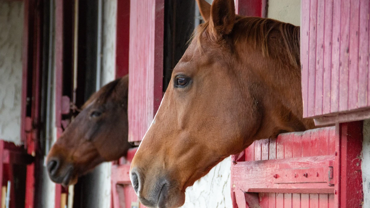 Two horses heads poking out of the stables
